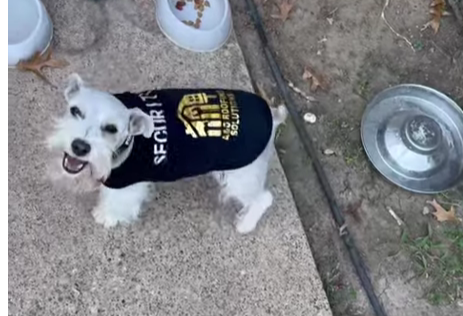 A&O Roofing Solutions LLC of Dallas, Texas