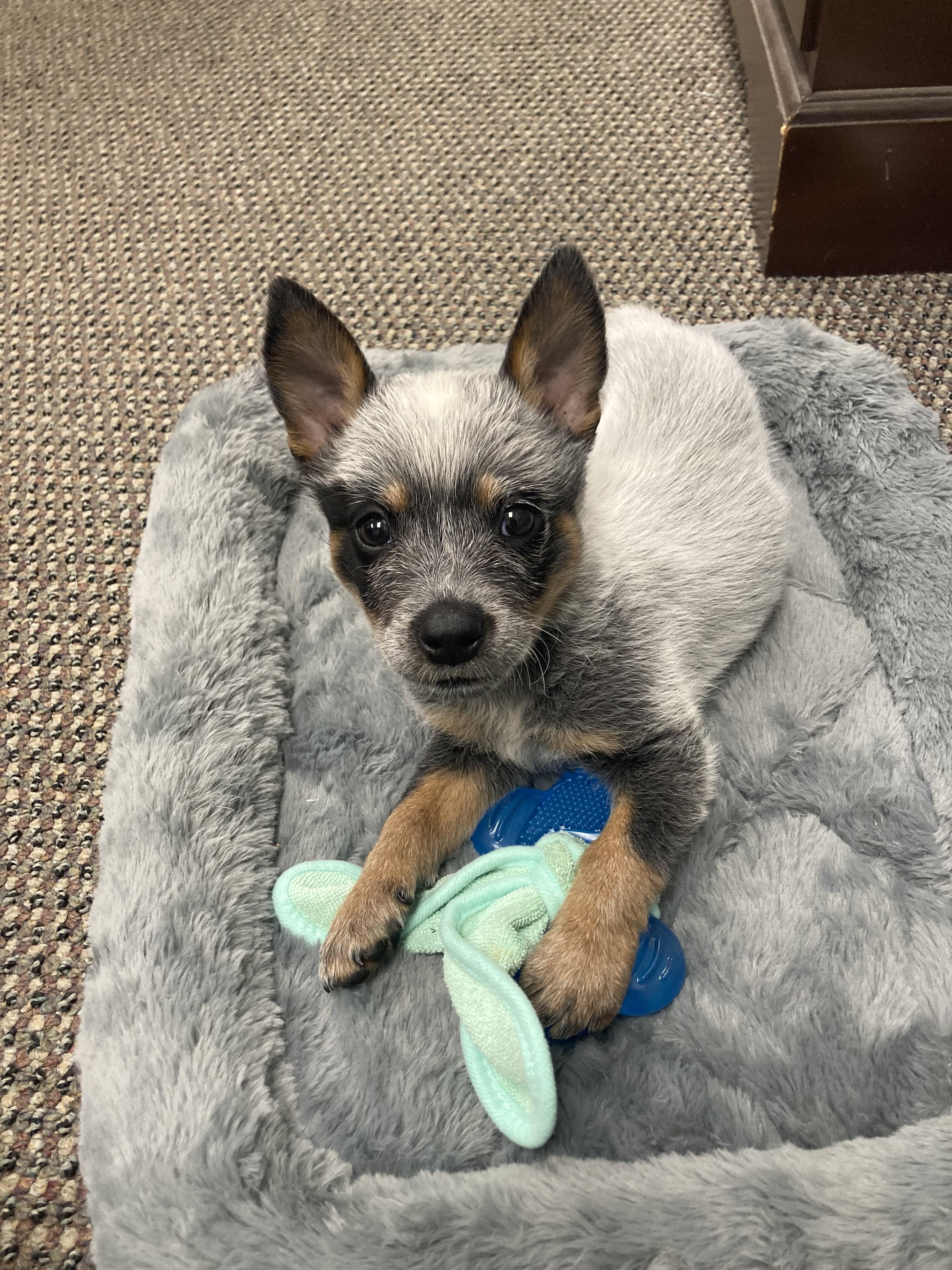 Graham Roofing of West Point, Mississippi