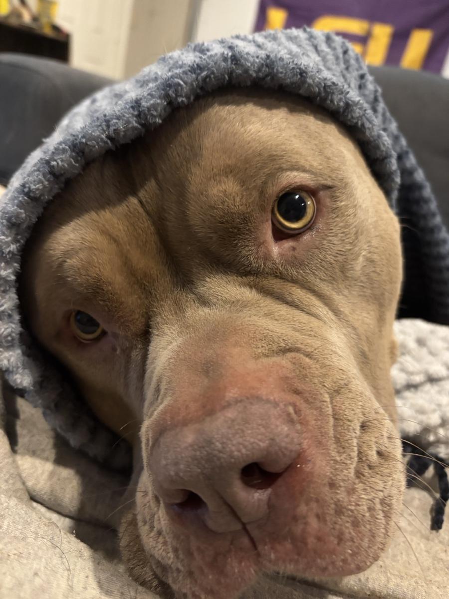 Lentz Roofing Company of Baton Rouge, Louisiana